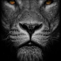 Adam Glaze (@glazious1) 's Twitter Profile