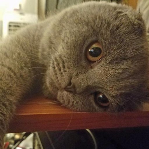 xCodehs_Cat's profile picture. Go Follow My Owner @xCodeh