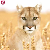 WSU Small Grains(@WSUSmallGrains) 's Twitter Profile Photo