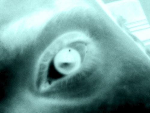 adamnasralla's profile picture. 