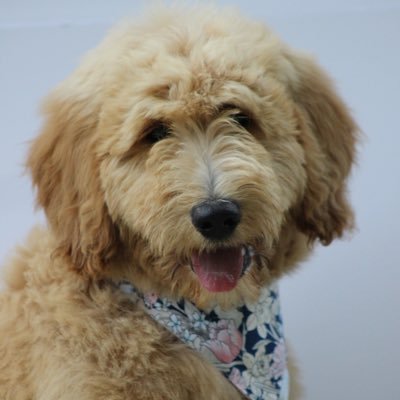 Excellent goldendoodles and sheepadoodles. Better breeding practices, we raise, begin training, & socialize. Therapy-Service-Family pets.