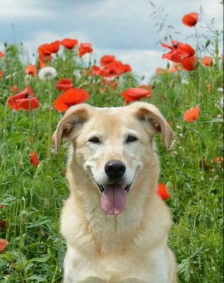 Best_hope07's profile picture. Tierpflegerin aus Überzeugung und Liebe, Musikliebhaber, Hundebesitzer, stolzes Wolvpac-Mitglied #WetheWolvpac #DogsLove #music #crazygirl