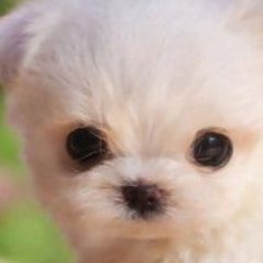 sabs_nichole434's profile picture. 