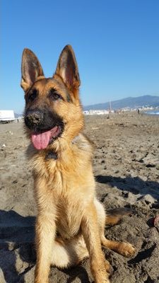 Sam_Sagaz82's profile picture. Riaumm