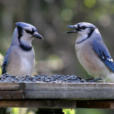 Confusingly, not an ornithology account nor a dealer in seed, nuts or suet.

Tweets relate to Toronto's bird-named MLB team

Blog is (currently) defunct