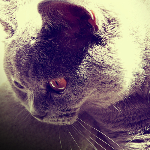 oggy_le_chat's profile picture. Retrouvez Oggy mon British Shorthair ainsi que de nombreux conseils et guides pratiques afin d’être en harmonie avec votre chat…