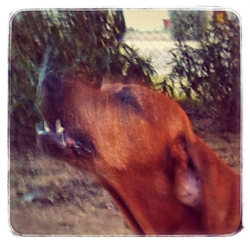 carlavanzandt's profile picture. 