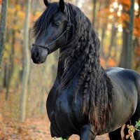 إبراهيم الناعبي (@ibrahim16615) Twitter profile photo