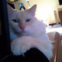 Bigcattime (@bigcatstime) 's Twitter Profile