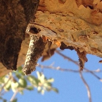 مهتم باسماء النباتات البريةفي محافظة بدر . (عضو مؤسس جمعية آفاق خضراء). عضو رابطة طيبة الخضراء عضو واحة بدر البيئية