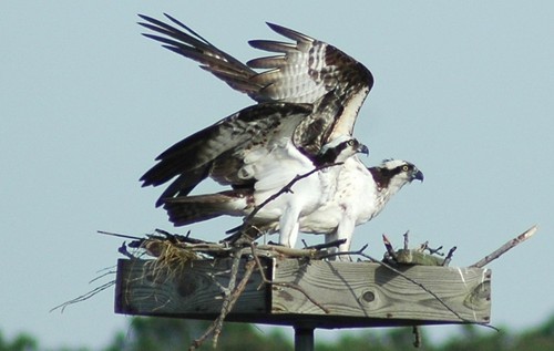 CBEC: Revitalizing the Chesapeake Bay through research, education, restoration, and stewardship. Please support us by becoming a member.  http://t.co/N40n5W2xXW