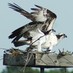 CBEC (@bayrestoration) Twitter profile photo