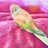 アルティメットインコのアイコン