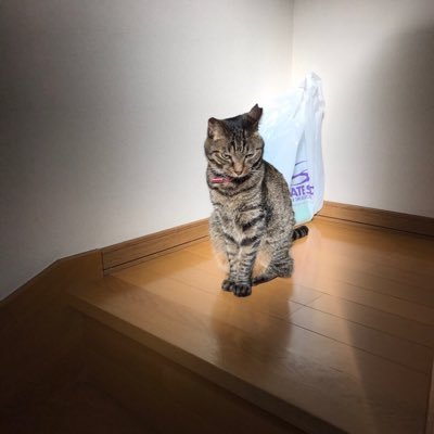 toto24219966's profile picture. 猫大好きです。