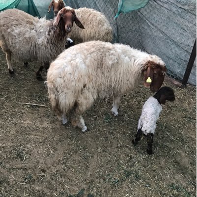 ahmed1133445's profile picture. لتربية غنم نعيم