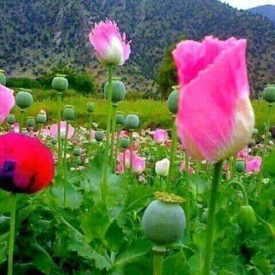 AnaaaaaAseer's profile picture. انسان متواضع واحب الناس