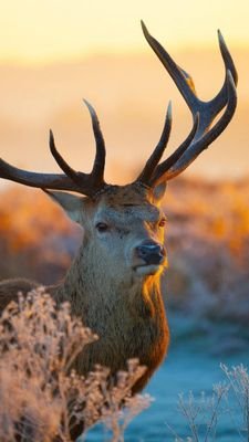 renny_light's profile picture. rennyemmanuel
August 5th😍😍
Bibliophile...📚📚
Inquisitive++😫
God freak__
shy
Reserved😉
 Christ's very own