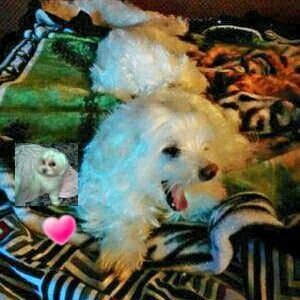animal lover all the way...
keeping mom's spirit alive😇, by her daughter @ines_719