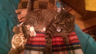 Lenicat2's profile picture. 