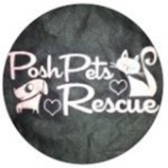 Posh Pets Rescue is a non-profit organization and our goal is to find loving homes for our furry friends. https://t.co/PQ94cwXye3