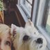 Tamara (@westiegirl007) Twitter profile photo