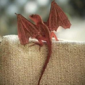 dragonforce lizard dragonforce lizard