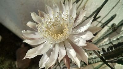 Mrsmack3476's profile picture. Patriot, Conservative, completely off the grid.
Trump supporter.
Living within​ 20 miles of the border, I support the wall. No DMs.