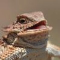 Gil-Galaladさんのプロフィール画像
