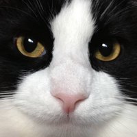 Cat's Reviews (@catsreviews) 's Twitter Profile