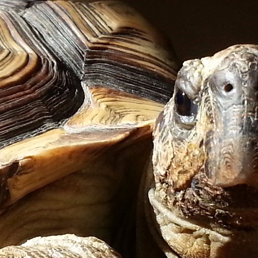 Science outreach & PD developer, scientist, cartographer, tortoise enthusiast. Tweets all mine.