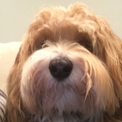 gayfhartigan's profile picture. Politics Politics