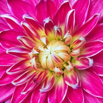 fifieka77's profile picture. 