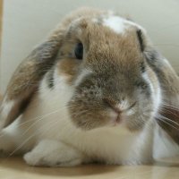 QCU (@jn7qcu) Twitter profile photo
