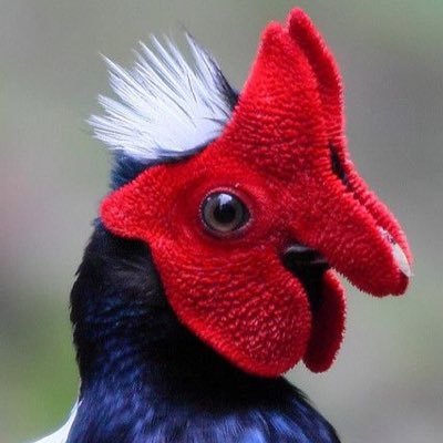 grassfed828's profile picture. |Mountain Hillbilly|Kale Gangster|