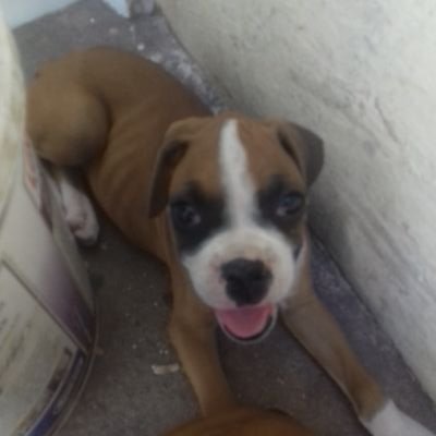 DylanBravo897's profile picture. 