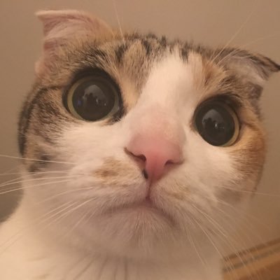 ePRCfusvtxv0n91's profile picture. 我が家のちょっとスコが混ざってる😻こまちゃんを愛でるやで。 気軽にフォローしてやで💝 猫大好きなので突然無言フォロー許してやで(*´ω`*)ニャー 友達の娘ちゃんNMB48川上千尋ちゃん応援してます💕よろしくね🎀