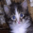 dustgold's profile image