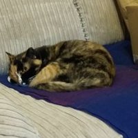 Kirsty Nutt (@squeakingsorex) 's Twitter Profile