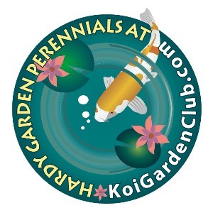 KoiGardenClub's profile picture. A pleasant online community where members enjoy reading and writing about plants, ponds, and fish.