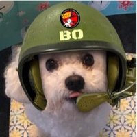 Bo Barkley & Bumper Bear(@BoBarkleyBichon) 's Twitter Profile Photo