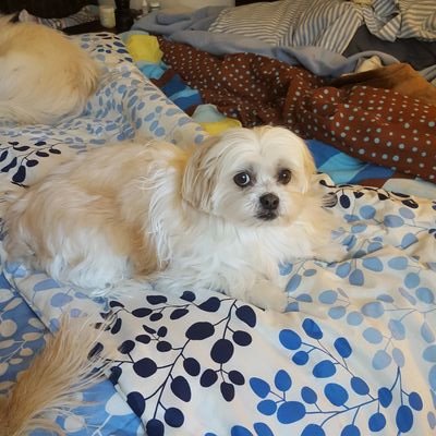 rosipappas's profile picture. 