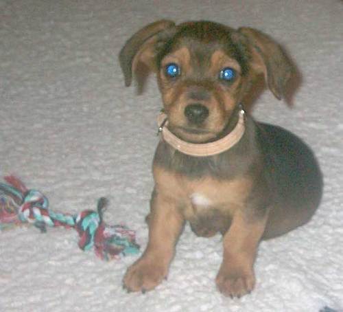 Mit einem kurzen Schwanzwedeln kann ein Hund mehr Gefühle ausdrücken als mancher Mensch mit stundenlangem Gerede.
(Louis Armstrong)