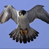 الكثيري الطائي (@alketheri74) 's Twitter Profile
