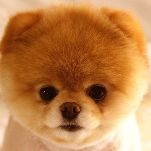 danak2's profile picture. American