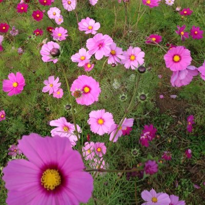 odoroutanoshiya's profile picture. 散歩、山登りしたい、読書は好き、たまにサイクリング、40代、会社員、ディキャンプしたい