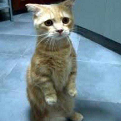 Vicky_1_7_'s profile picture. I am not crazy,  I am lazy...