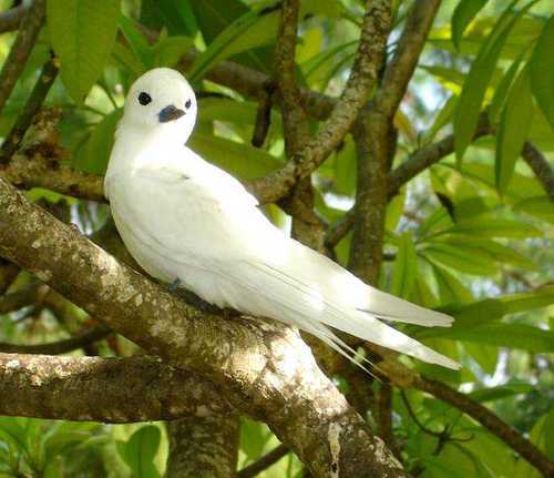 TheWhiteSwallow's profile picture. 