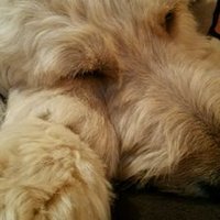 David Benowitz (@benowitzlae) 's Twitter Profile