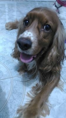 PitesBP's profile picture. 