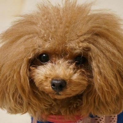 tomomo1201's profile picture. 無言でフォロー失礼します┏○ペコッ 今は原神のみやってます。WR8 キャンプも大好き!皆が寝静まった後、焚き火の前で見ているのは星空かテイワットのどちらか。